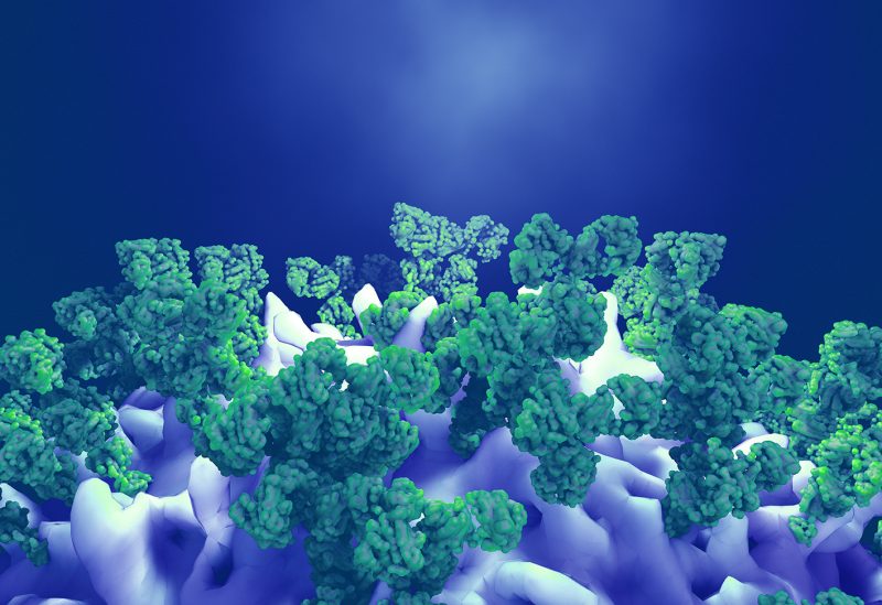 stock illustration of antibodies attacking a cancer cell or virus