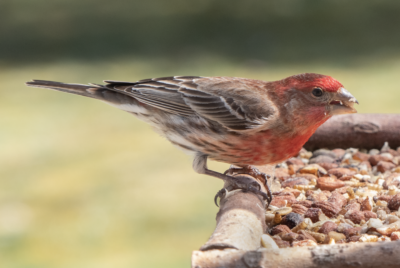 Bird perches on the edge of a bird feeder consisting of four tree branches forming a square that borders a flat area covered with nuts.