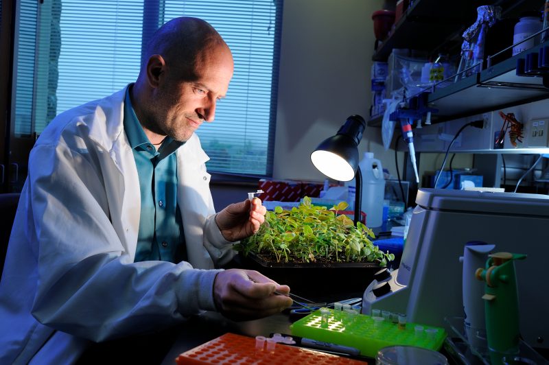 Boris Vinatzer in The Laboratory of Plant & Atmospheric Microbiology & (Meta)Genomics using a desk lamp to get a closer look at plant samples.