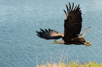A bald eagle flies over St. Paul Harbor in Kodiak, Alaska. Courtesy U.S. Department of Energy.