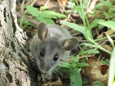 This image is of a deer mouse and the hantavirus cell.
